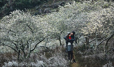 Hà Nội - Mai Châu - Mộc Châu Mùa Hoa Mơ & Hoa Mận Hà Nội - Mai Châu - Mộc Châu Mùa Hoa Mơ & Hoa Mận